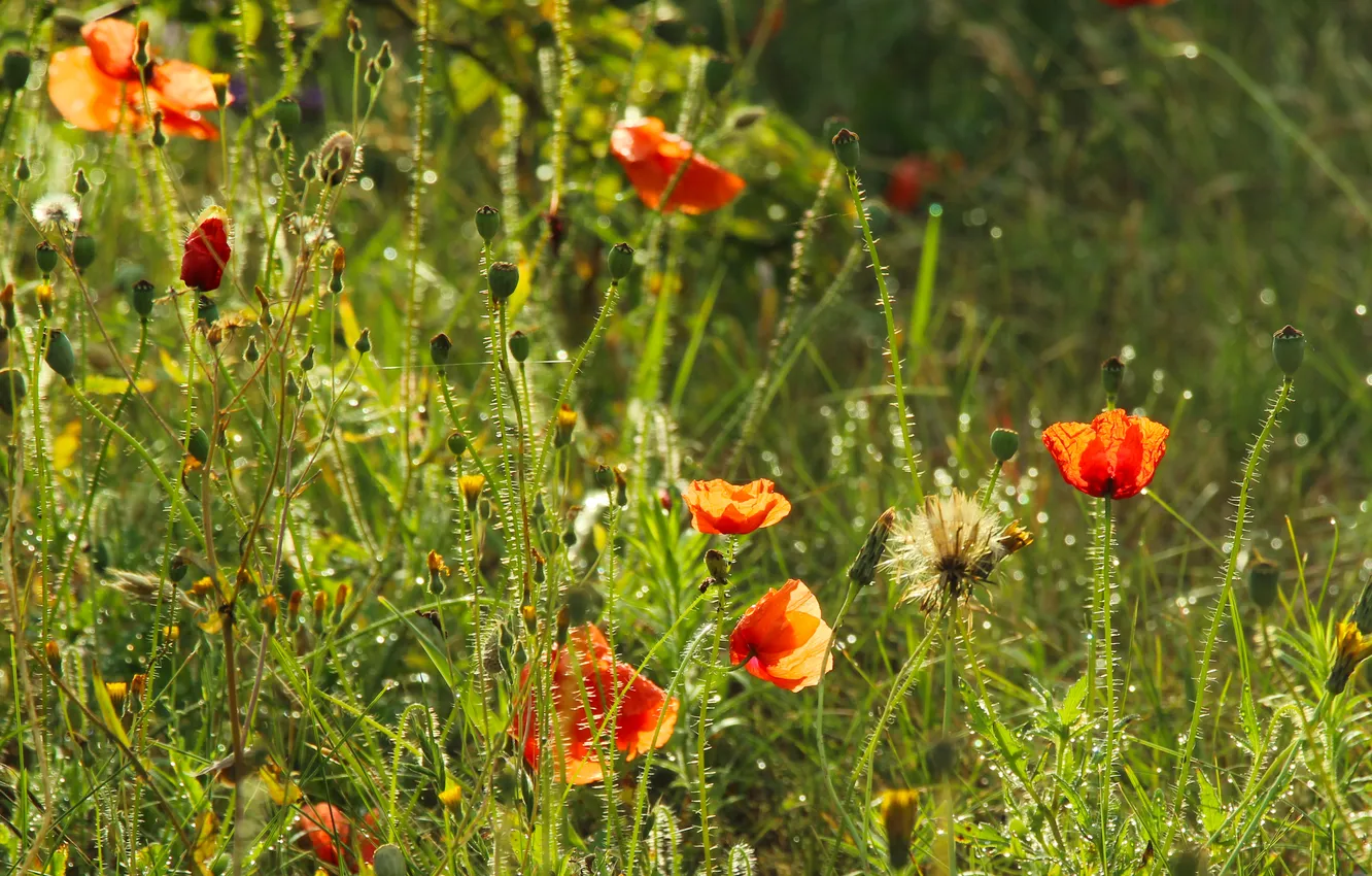 Фото обои red, flower, poppy