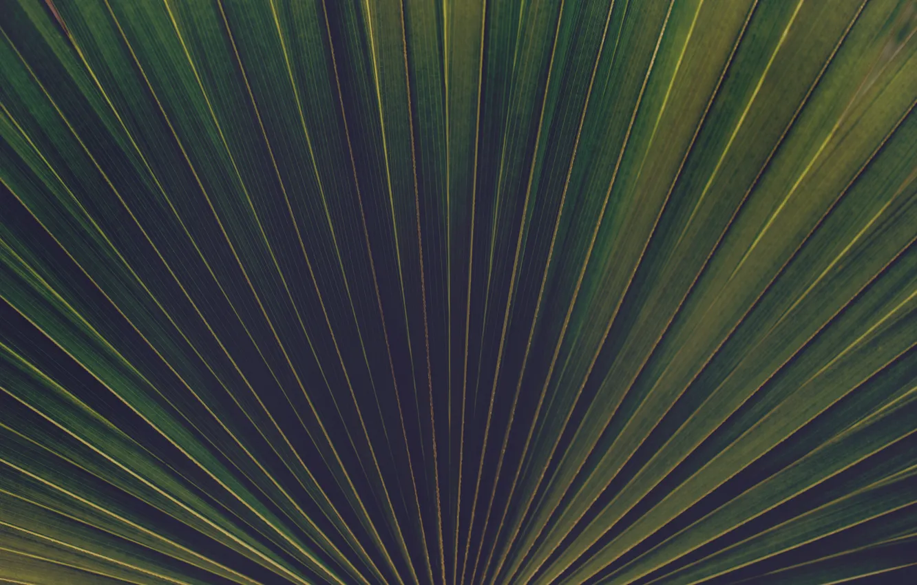 Фото обои Природа, Пальма, Растение, Растения, Nature, Flora, Palm, Plants