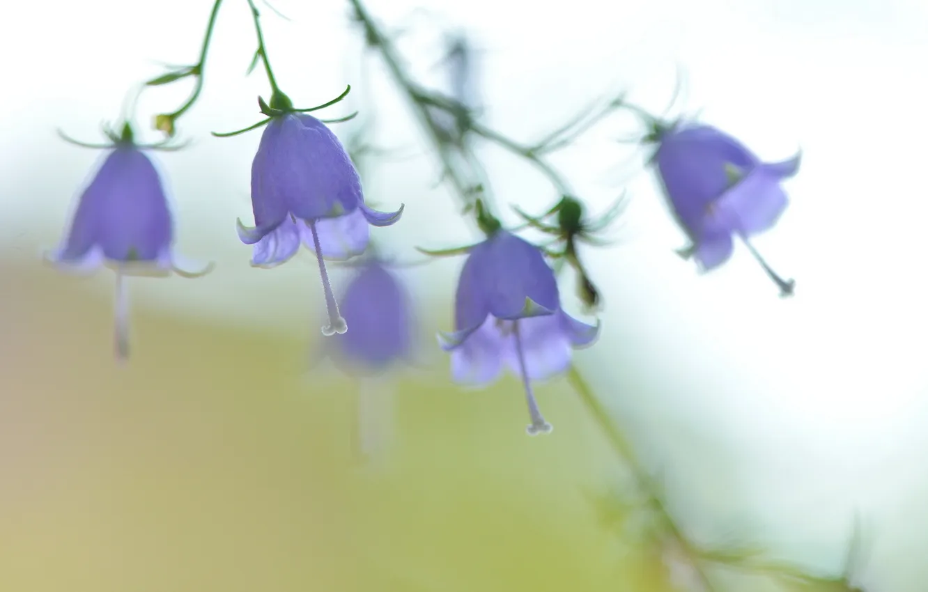 Фото обои flower, Ladybells, Adenophora triphylla var. japonica