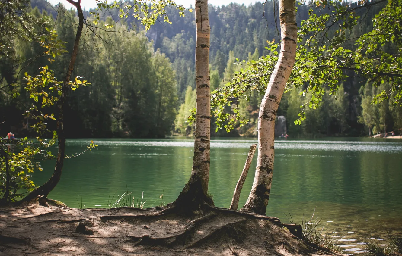 Фото обои деревья, природа, озеро, пруд, береза