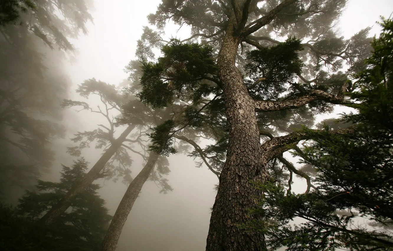 Фото обои туман, дерево, сосна