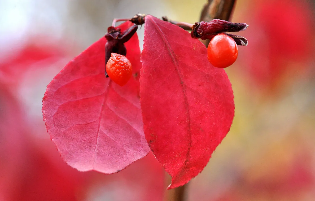 Фото обои осень, листья, природа, ягоды, плод
