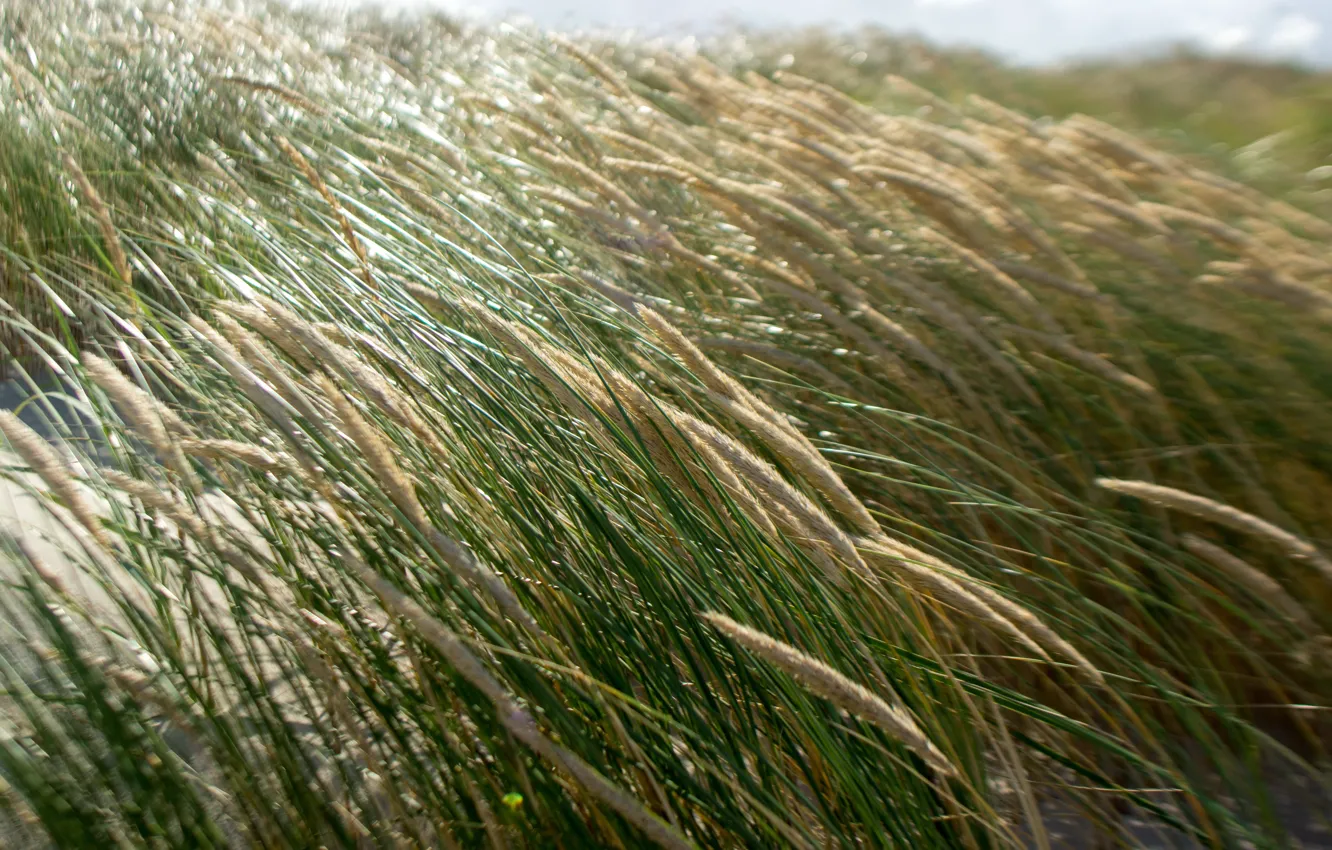 Фото обои трава, солнце, берег, морской, ветру