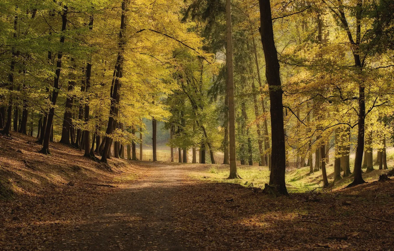 Фото обои дорога, осень, деревья, парк
