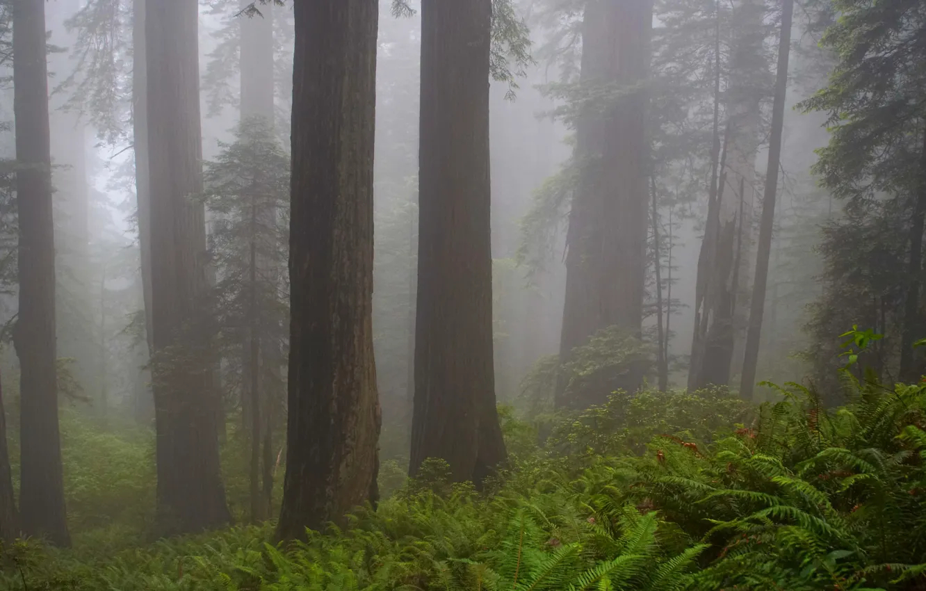Фото обои лес, деревья, природа, туман, Калифорния, USA, США, California