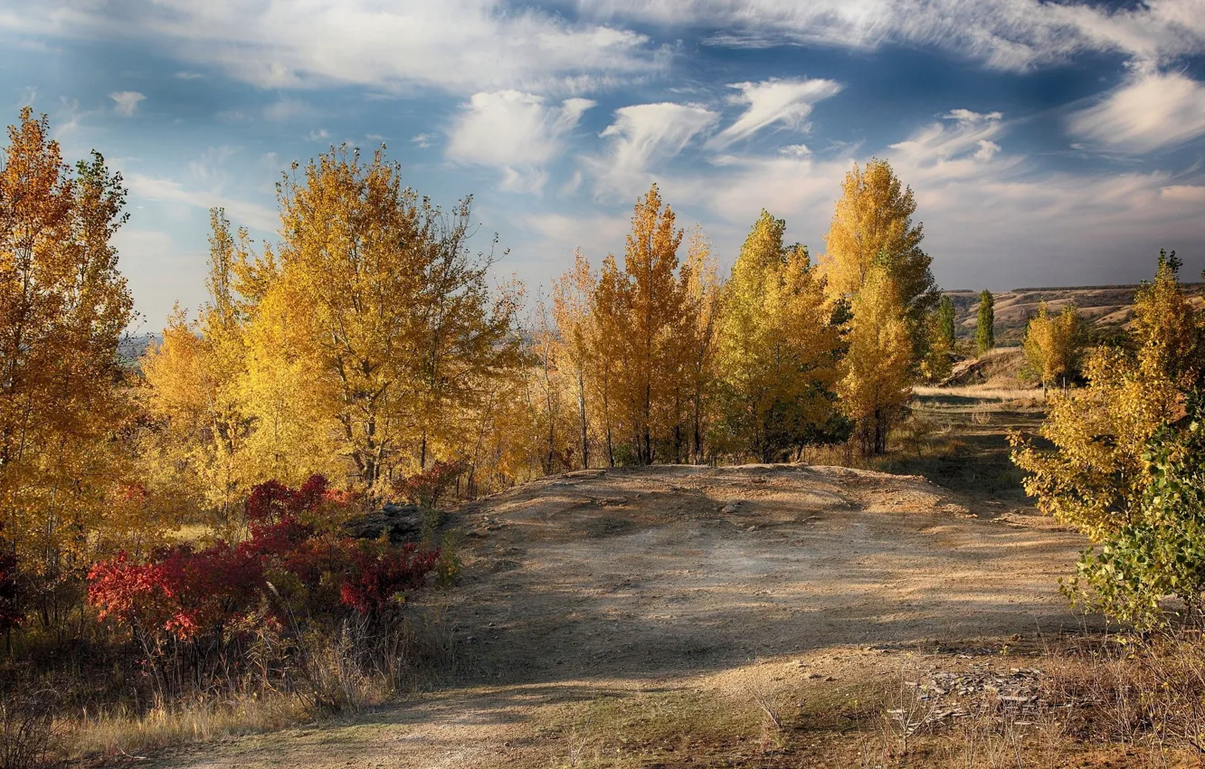 Фото обои осень, деревья, пейзаж, природа, красота, жёлтые деревья
