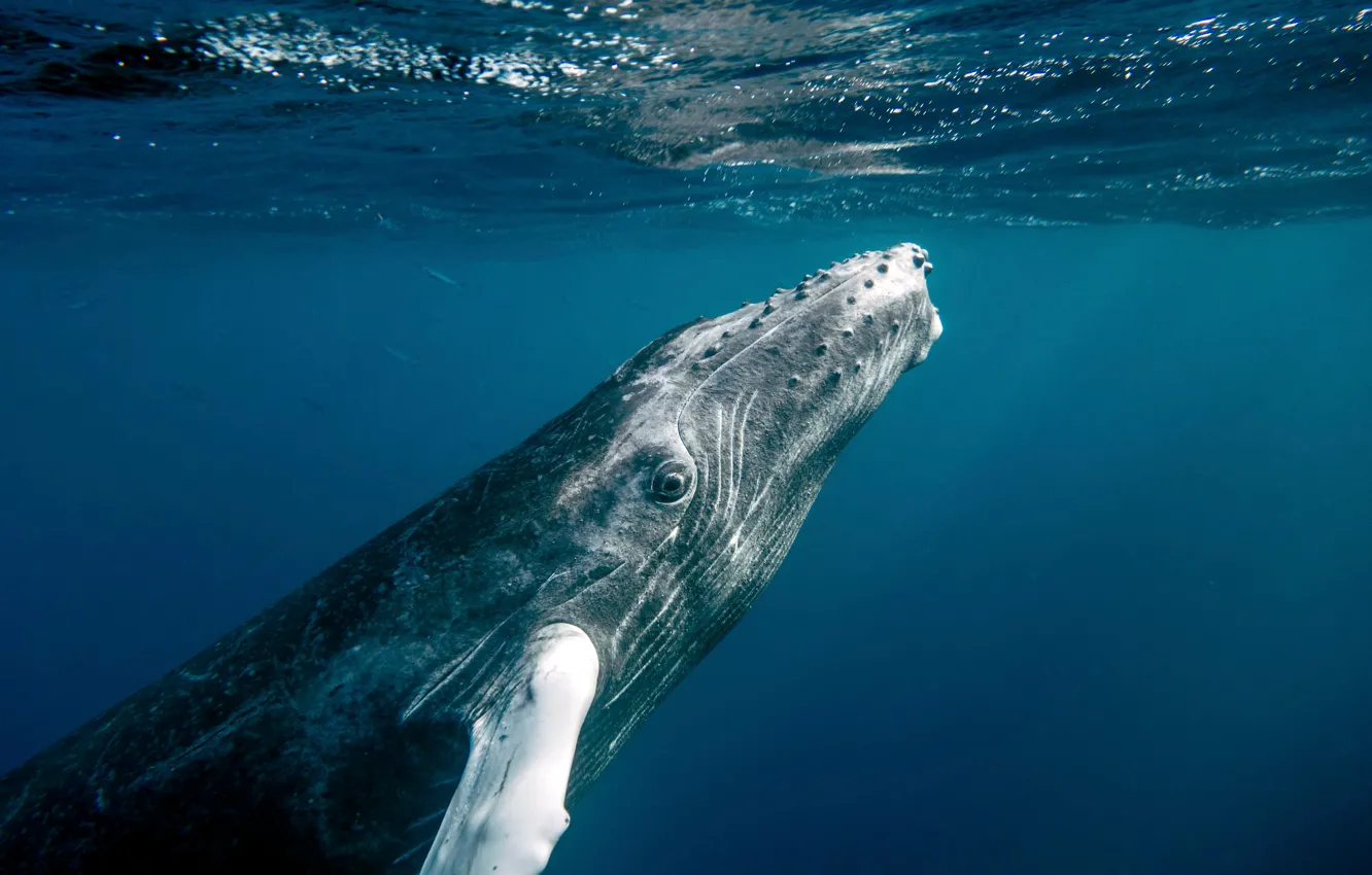 Фото обои ocean, water, fish, whale, Dominican Republic, closer look, baby humpback whale