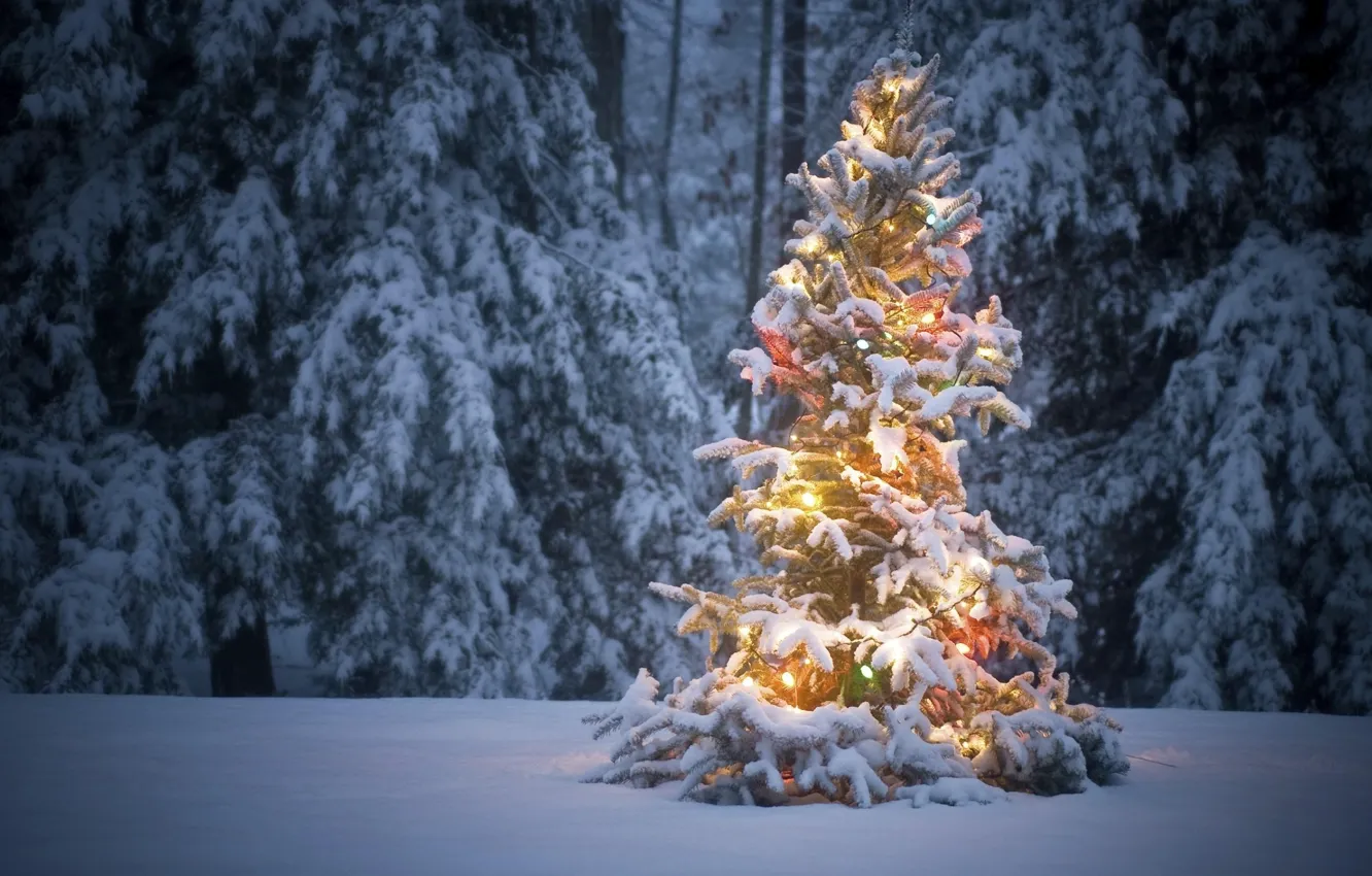 Фото обои зима, лес, снег, елка, гирлянды