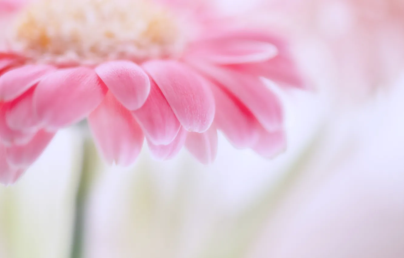 Фото обои цветок, макро, розовый, фокус, лепестки, размытость, нежно, гербера