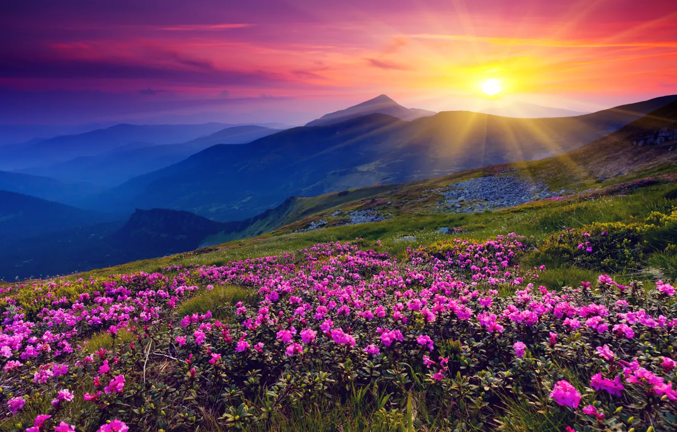 Фото обои солнце, цветы, горы, рассвет