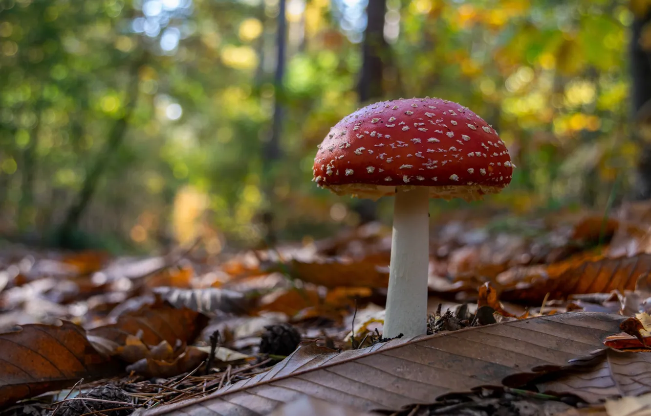 Фото обои осень, лес, листья, гриб, мухомор, боке