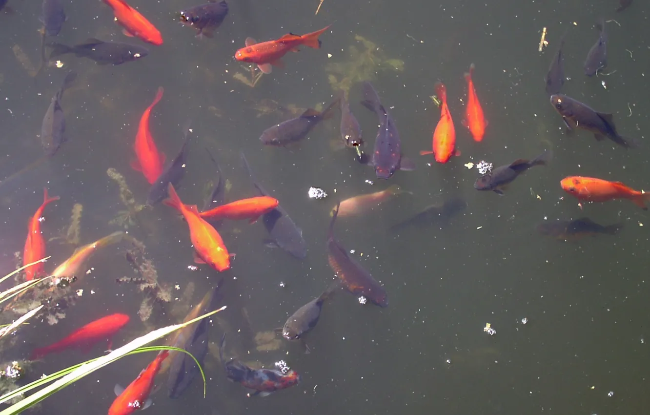 Фото обои red, paris, fishes, carpe