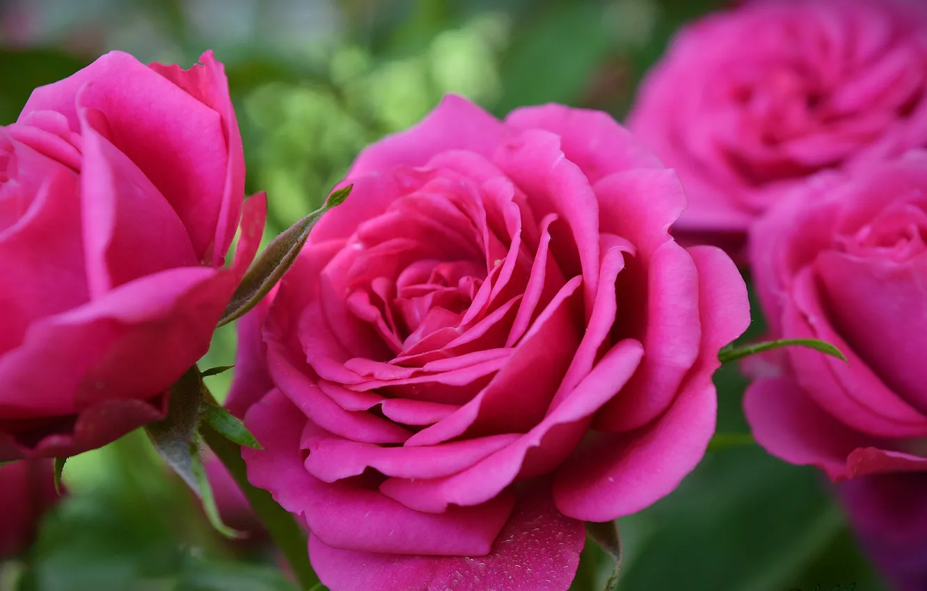 Фото обои Flowers, Розовая роза, Pink rose