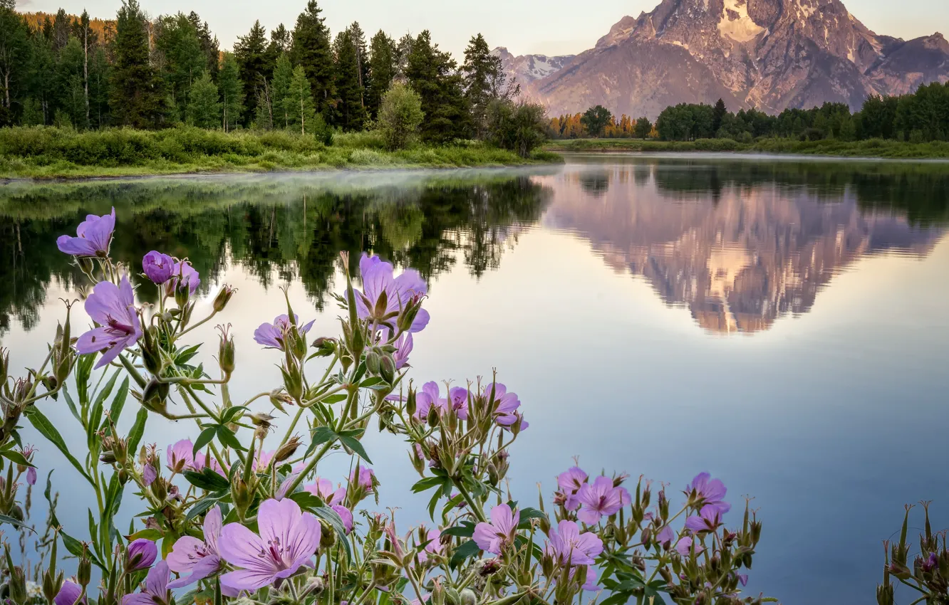 Фото обои пейзаж, цветы, горы, природа, озеро, Вайоминг, США, леса