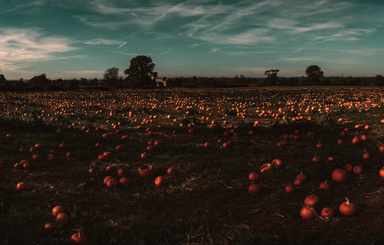 Фото обои поле, осень, небо, свет, урожай, тыквы, много, огород