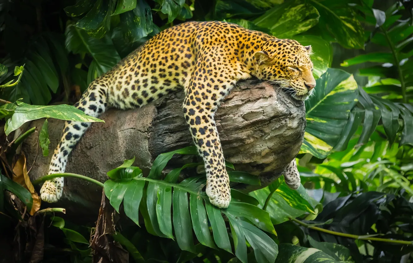 Фото обои животные, природа, отдых, растения, хищник, джунгли, леопард, спит