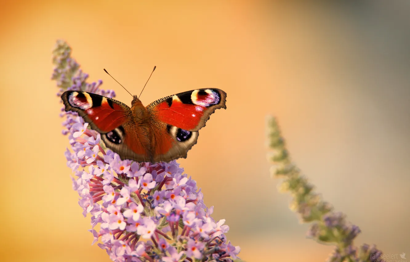 Фото обои цветок, бабочка, крылья