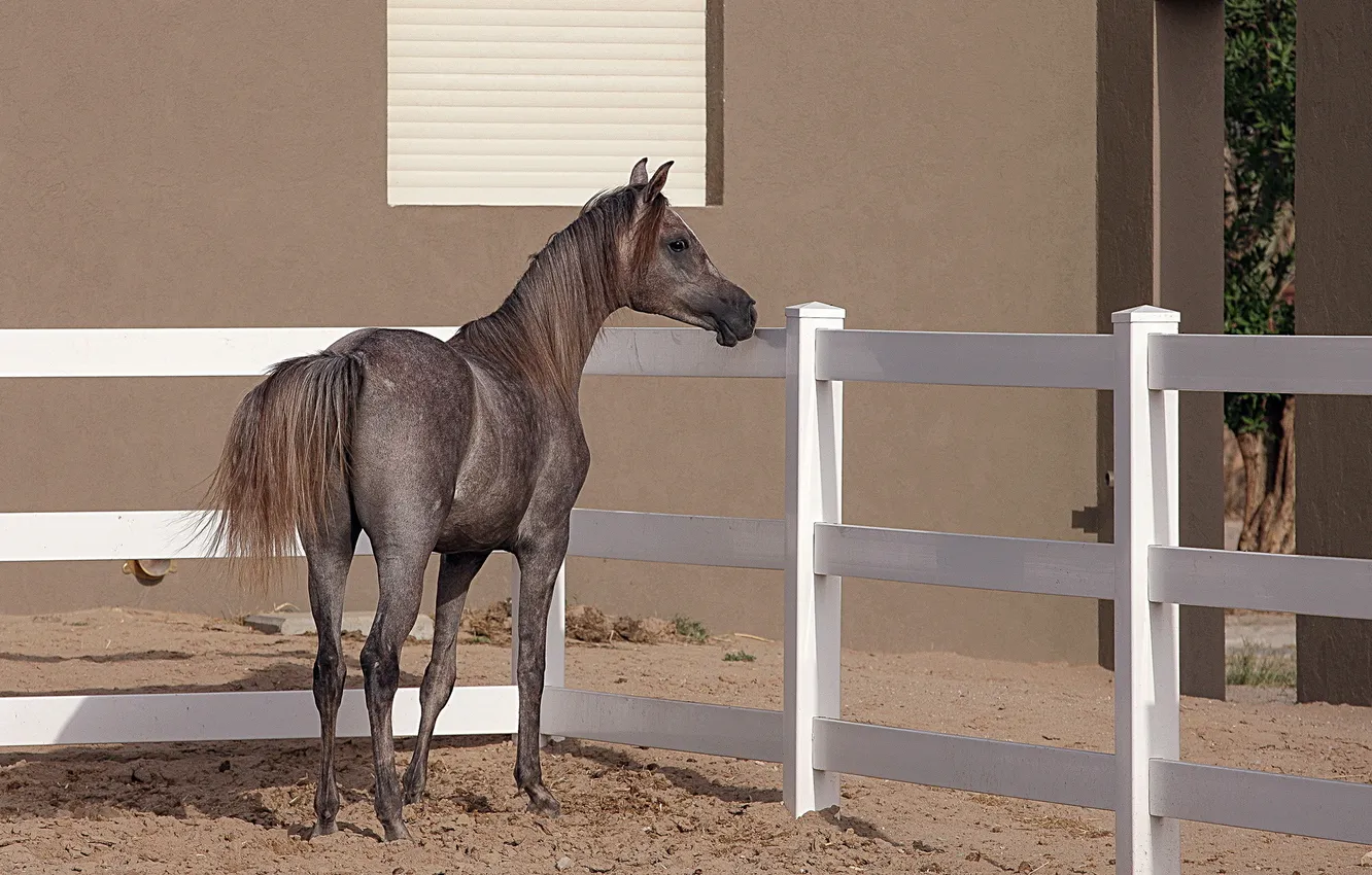 Фото обои фон, конь, Arabian Horse