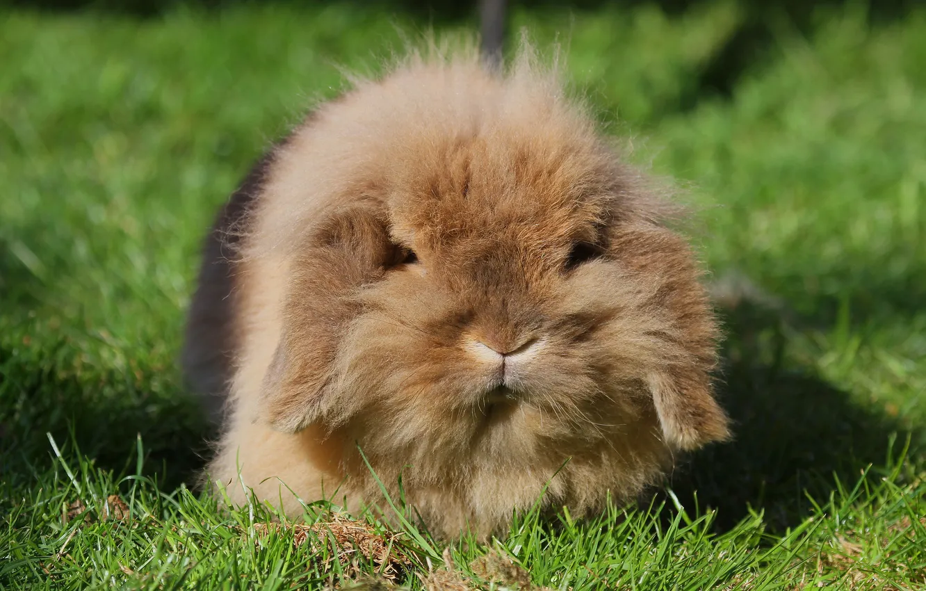 Фото обои трава, шерсть, кролик, уши