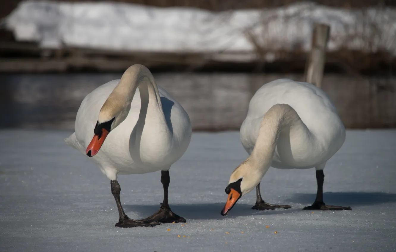Фото обои снег, птицы, пара, лебеди