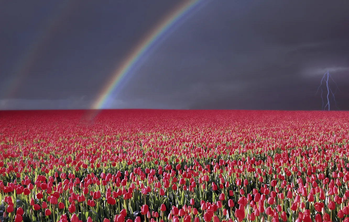 Фото обои гроза, небо, пейзаж, цветы, природа, молния, радуга, wallpapers