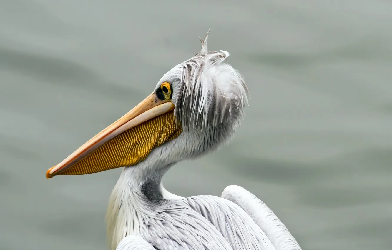 Фото обои природа, птица, pelican