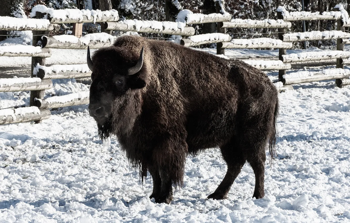 Фото обои nature, big, snow, animal, bison