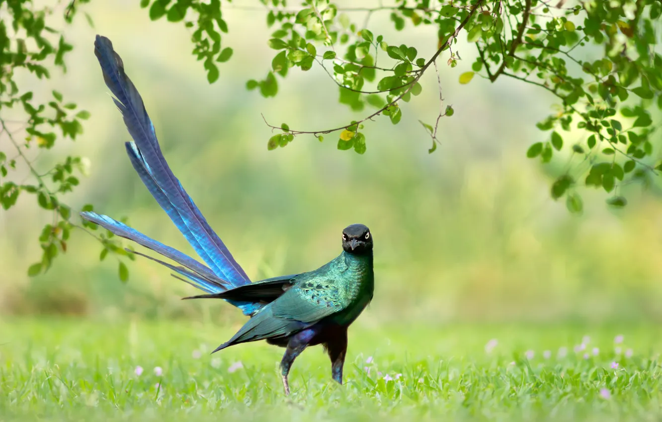 Фото обои зелень, трава, ветки, фон, птица, перья, хвост, Длиннохвостый блестящий скворец