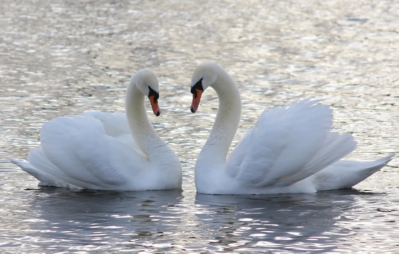 Фото обои вода, любовь, парочка, лебеди