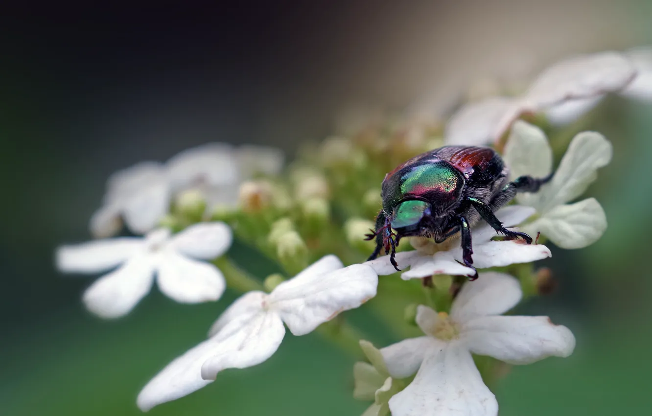 Фото обои макро, жук, насекомое