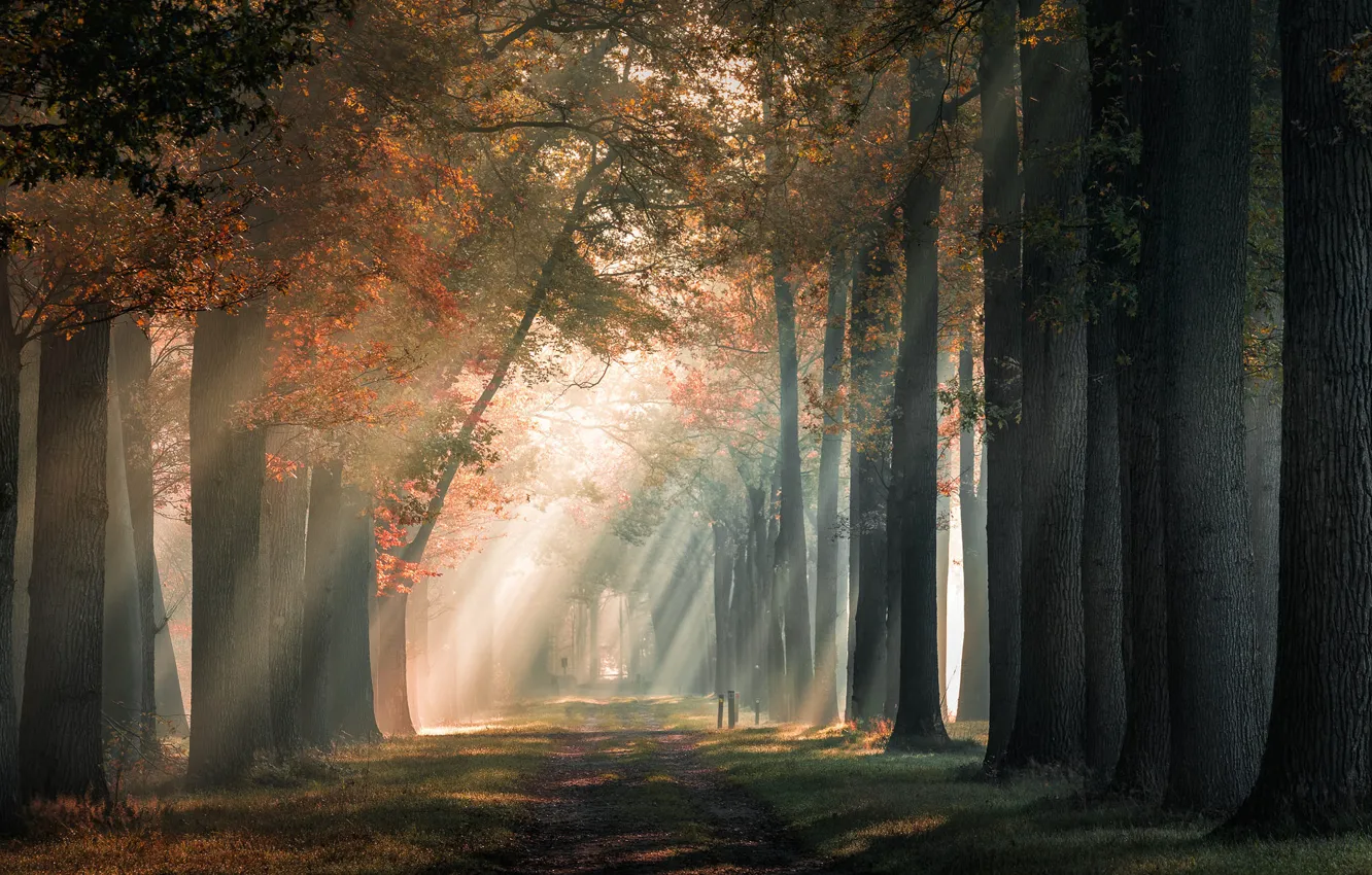 Фото обои дорога, осень, лес, солнце, лучи, свет, деревья, туман