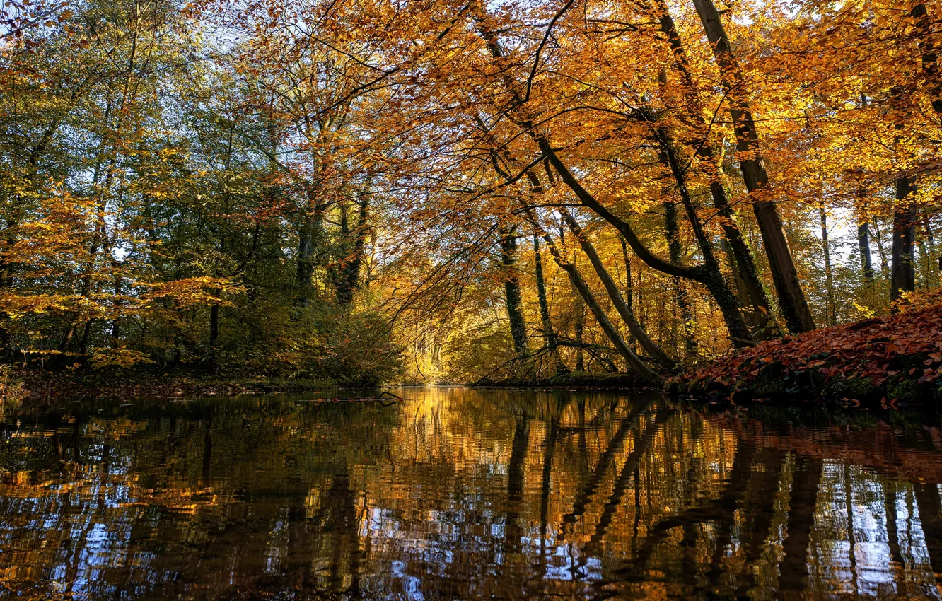 Фото обои осень, лес, деревья, пруд, отражение, ветви, берег, листва