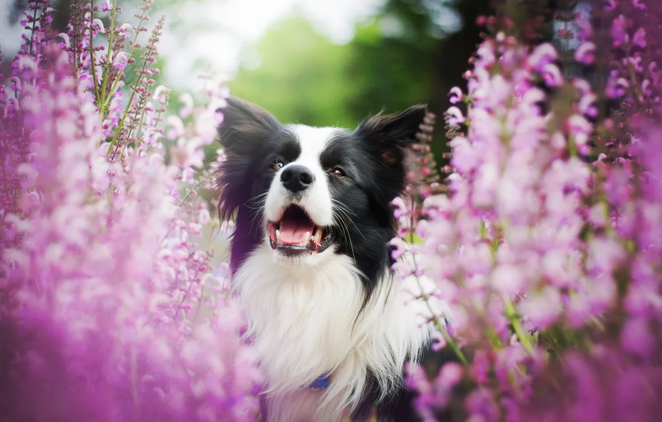 Фото обои цветы, собака, боке