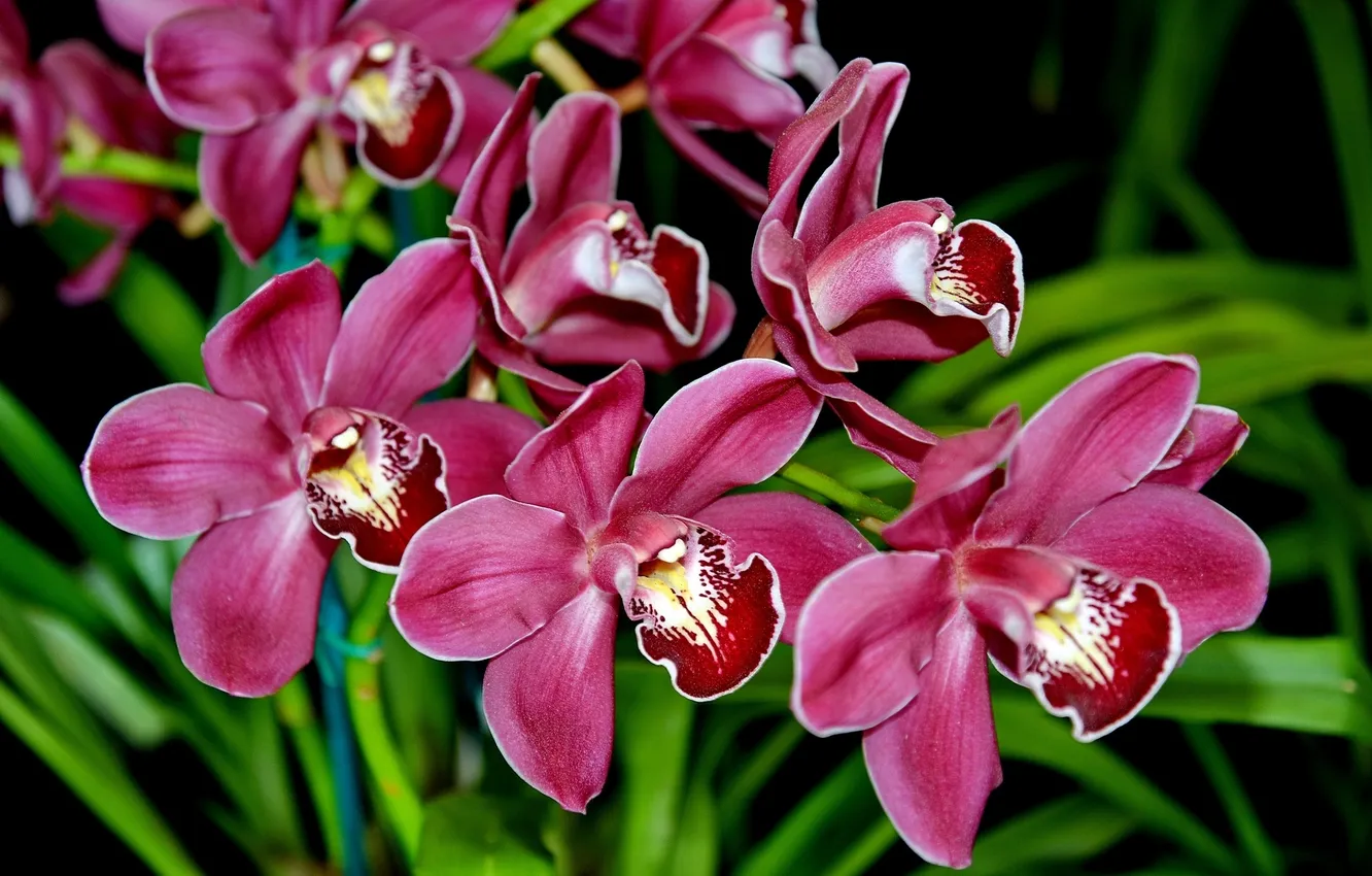 Фото обои лепестки, орхидеи, экзотика