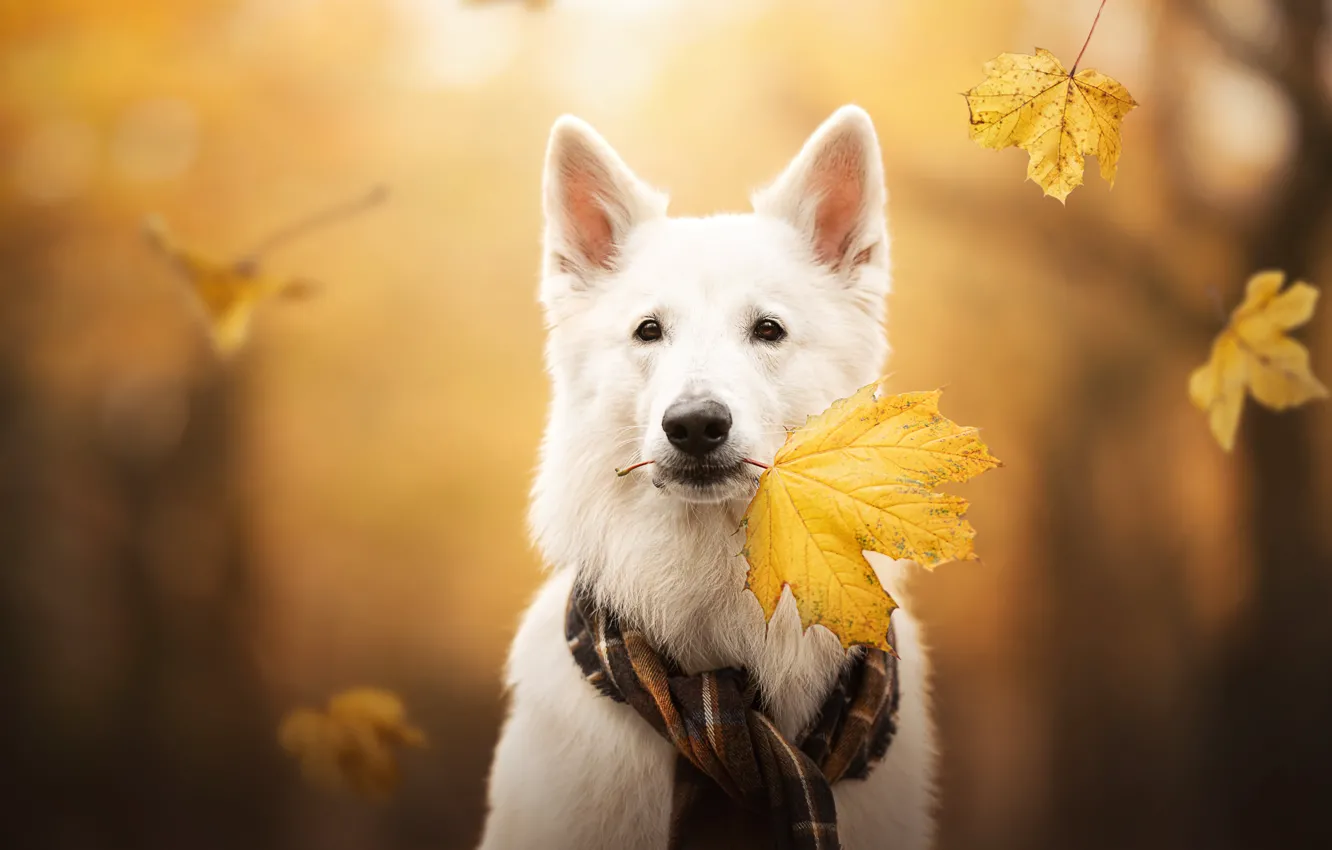 Фото обои осень, взгляд, морда, листья, собака, шарф, кленовый лист, боке