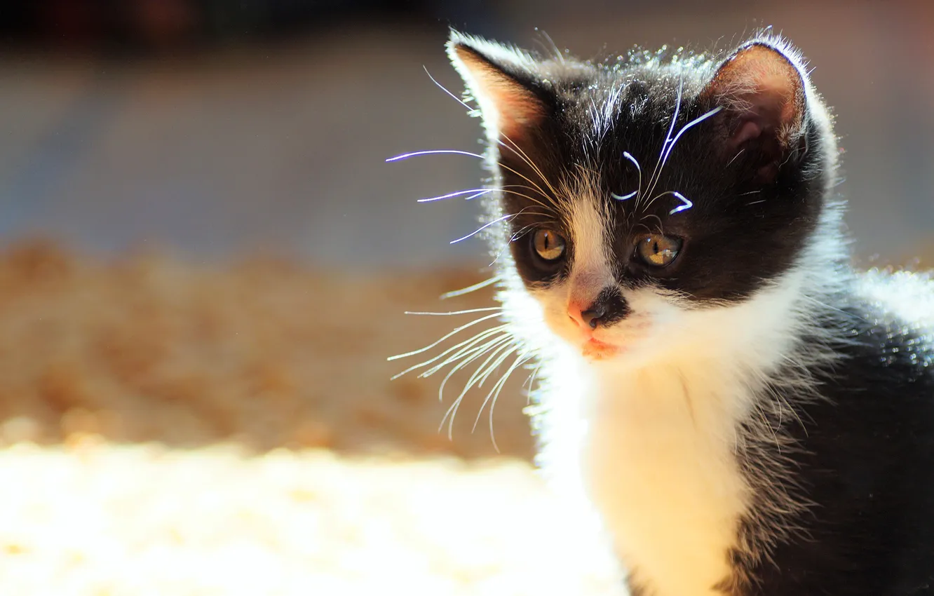 Фото обои кошка, усы, взгляд, свет, котенок, фон, черно-белый, портрет