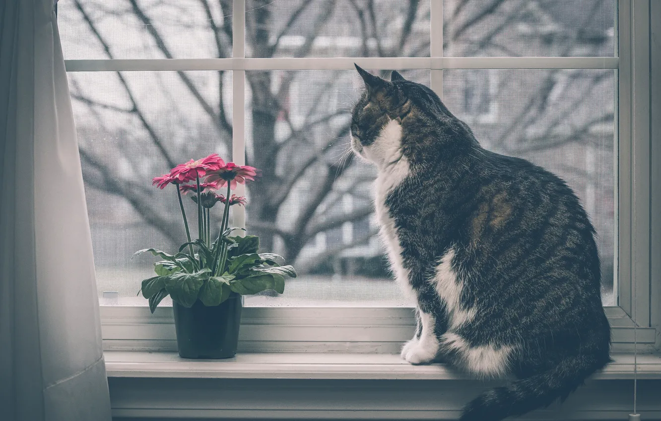Фото обои кошка, цветок, кот, окно, герберы, на подоконнике