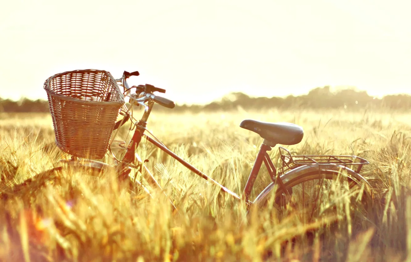 Фото обои пшеница, поле, солнце, природа, велосипед, фон, обои, корзина