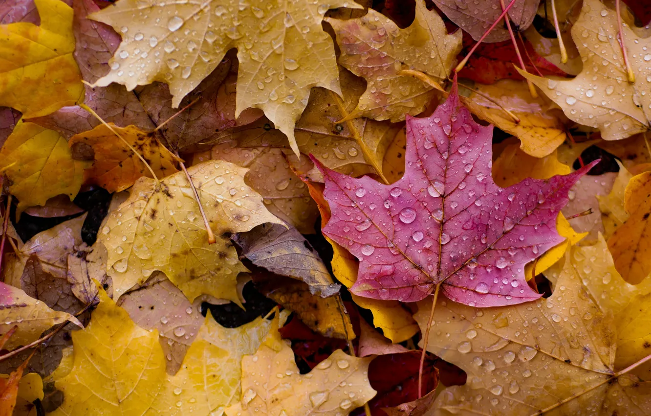 Фото обои Природа, Осень, Листья