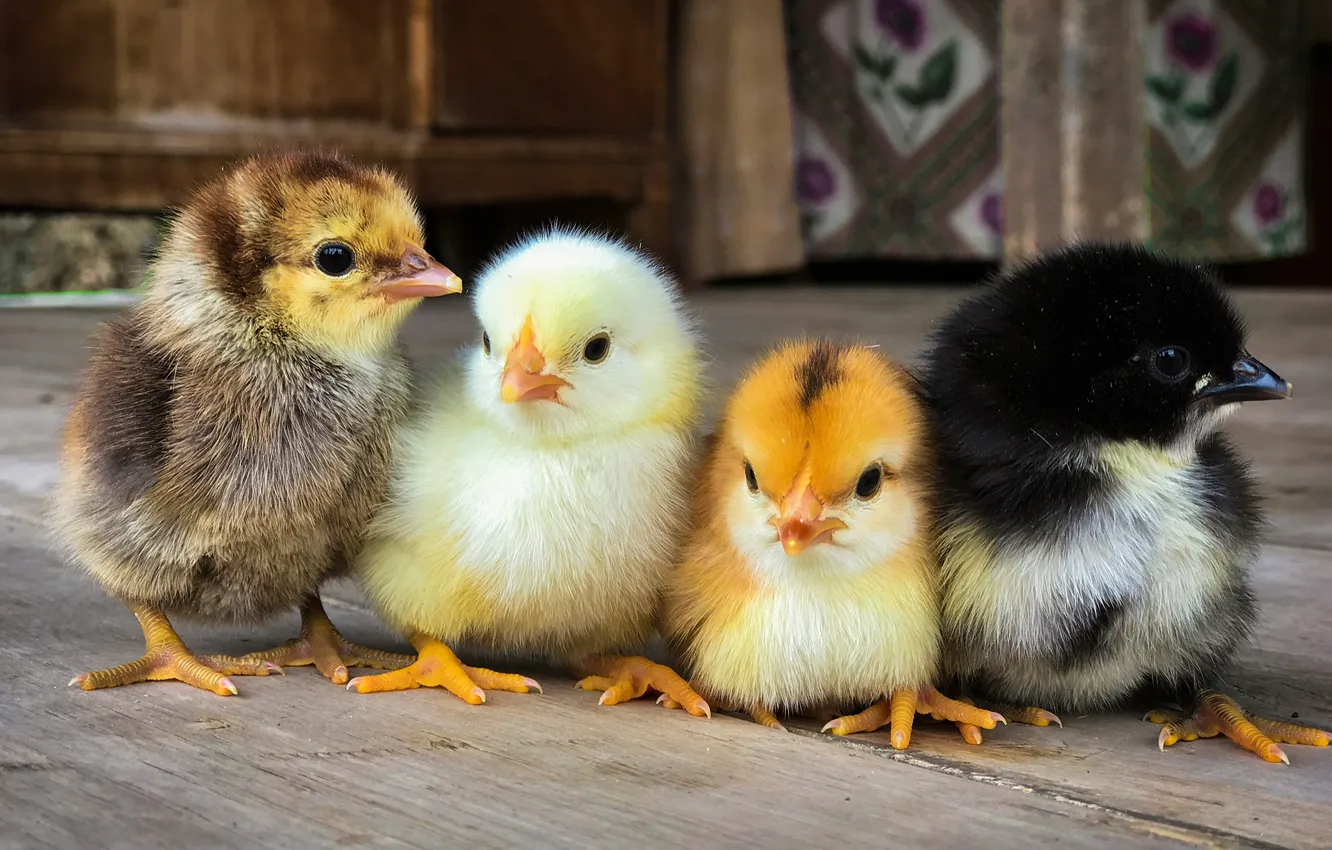 Фото обои цыплята, птенцы, квартет