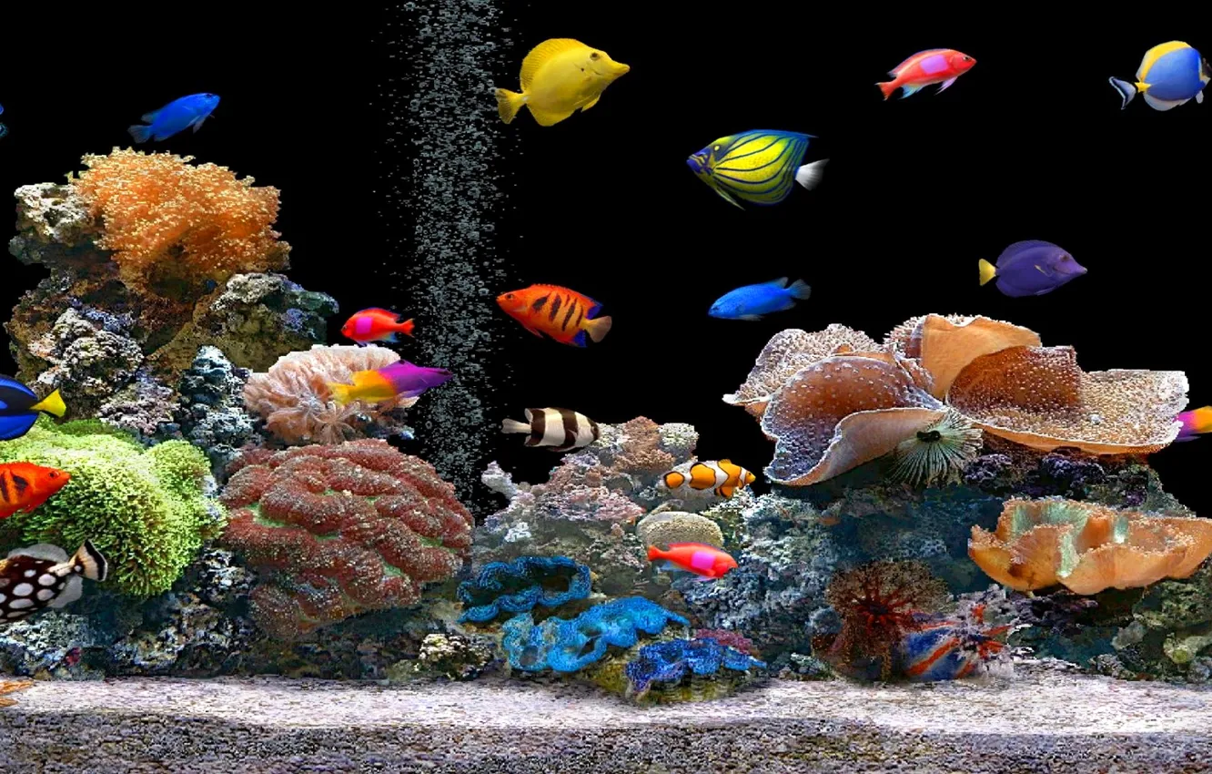 Фото обои цвет, аквариум, рыбка, кораллы, полипы