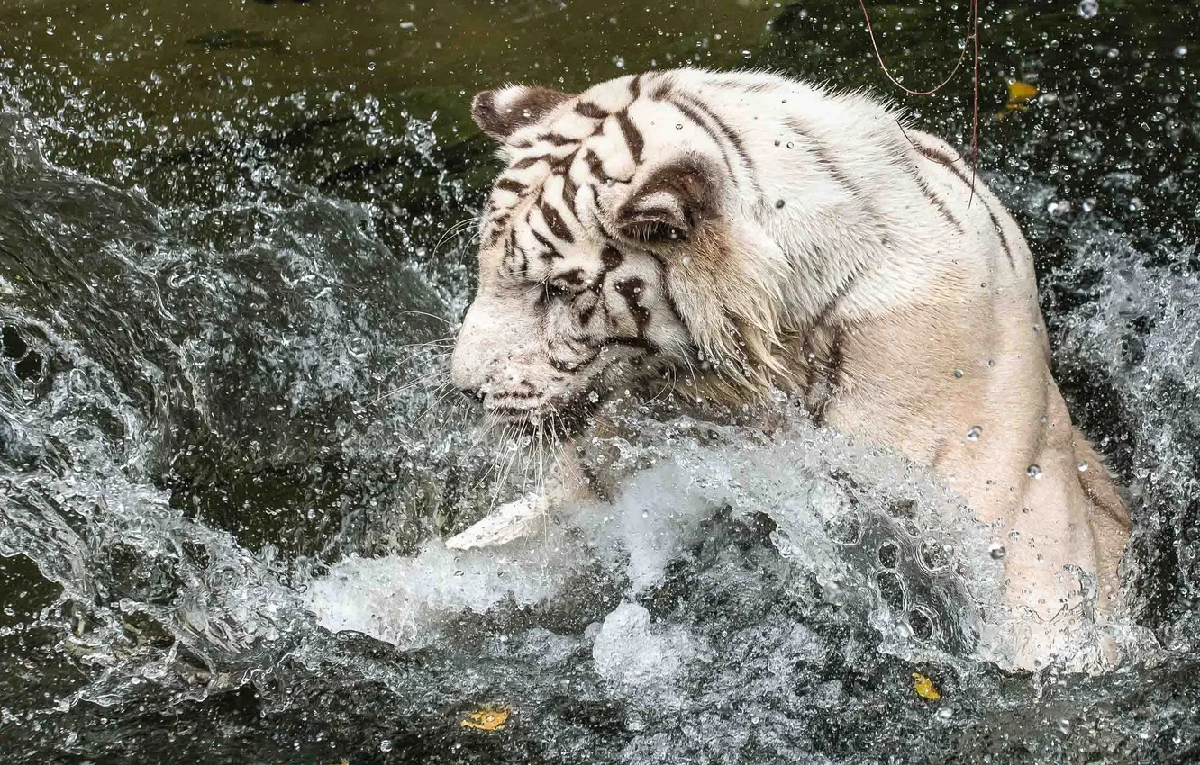 Фото обои морда, вода, брызги, игра, купание, профиль, белый тигр, дикая кошка