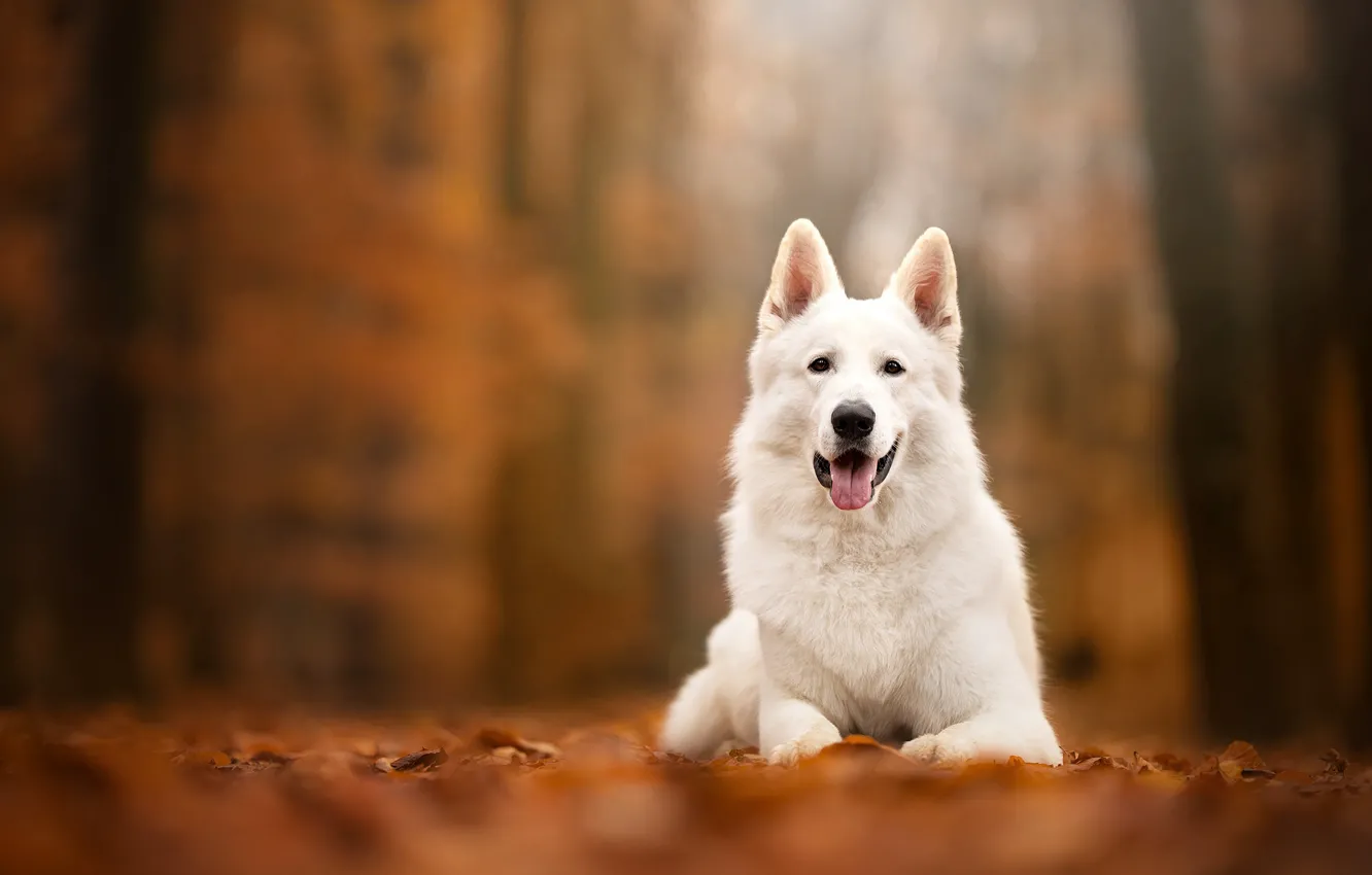 Фото обои осень, собака, боке, Белая швейцарская овчарка