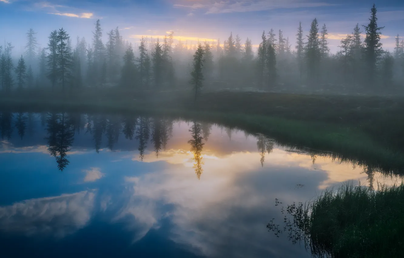 Фото обои лес, отражения, туман, озеро, берег, Деревья