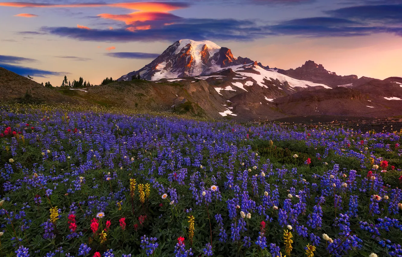 Фото обои лето, облака, цветы, горы, гора, весна, США, штат Вашингтон