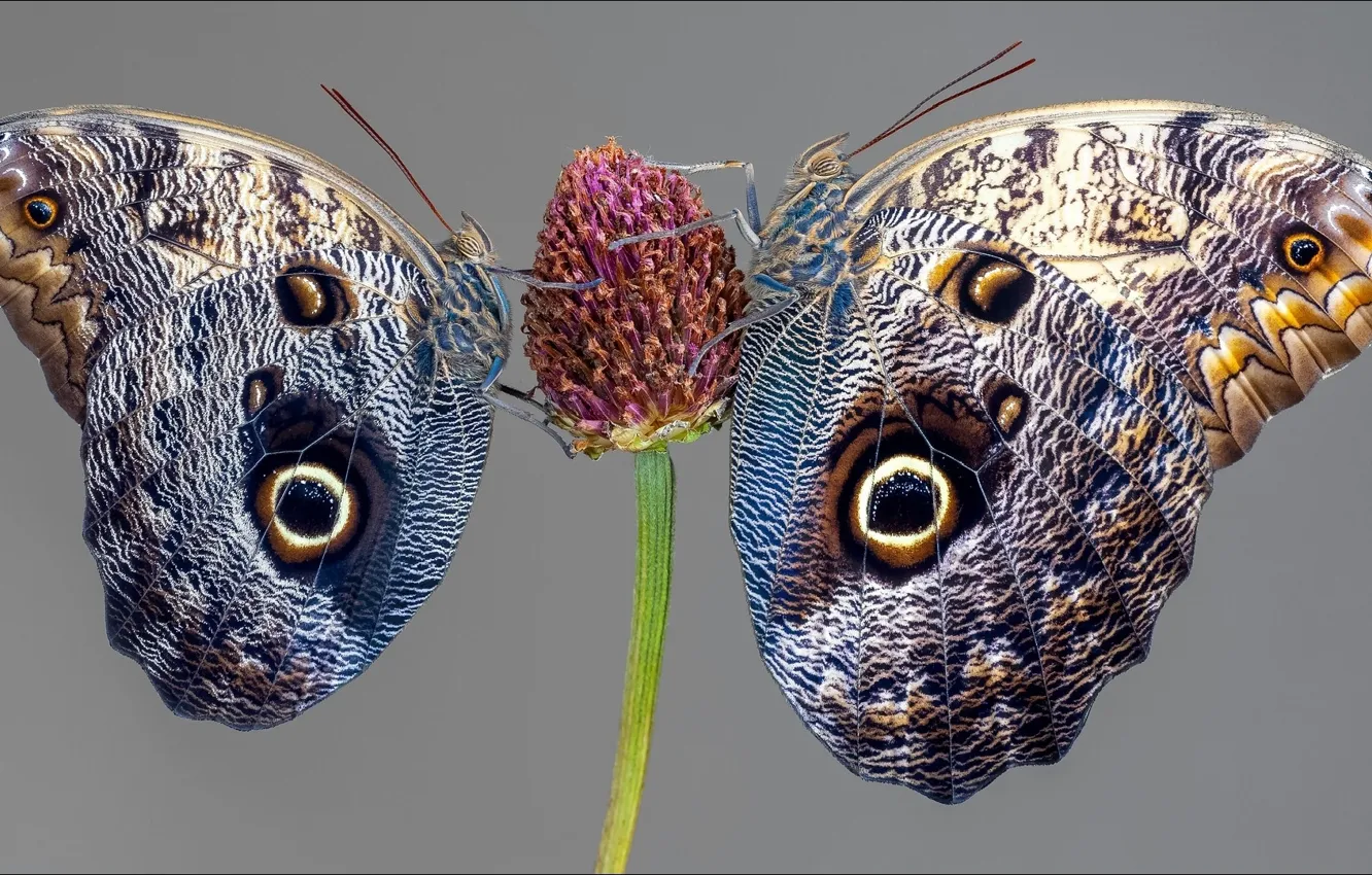 Фото обои бабочки, насекомые, двое, two, insect, batterfly