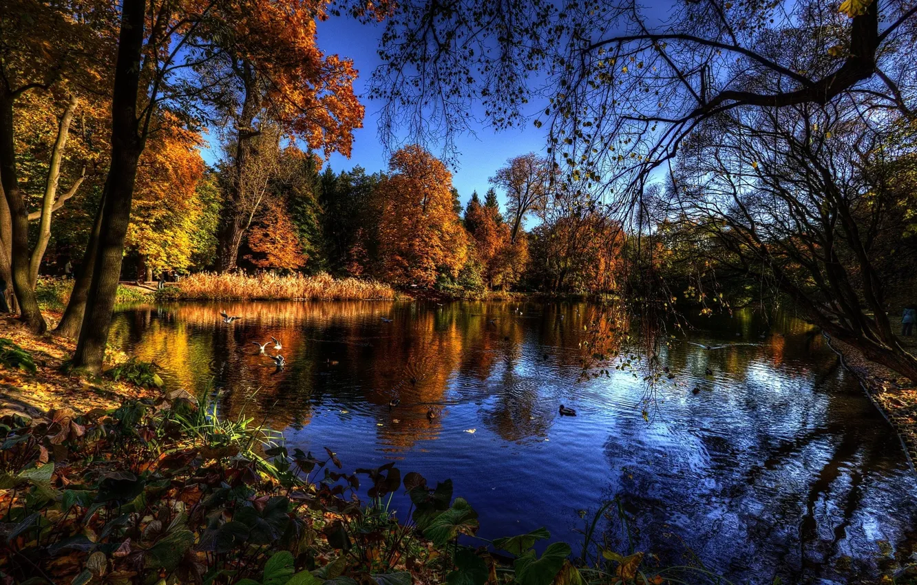 Фото обои trees, water, autumn, lake, birds, branches
