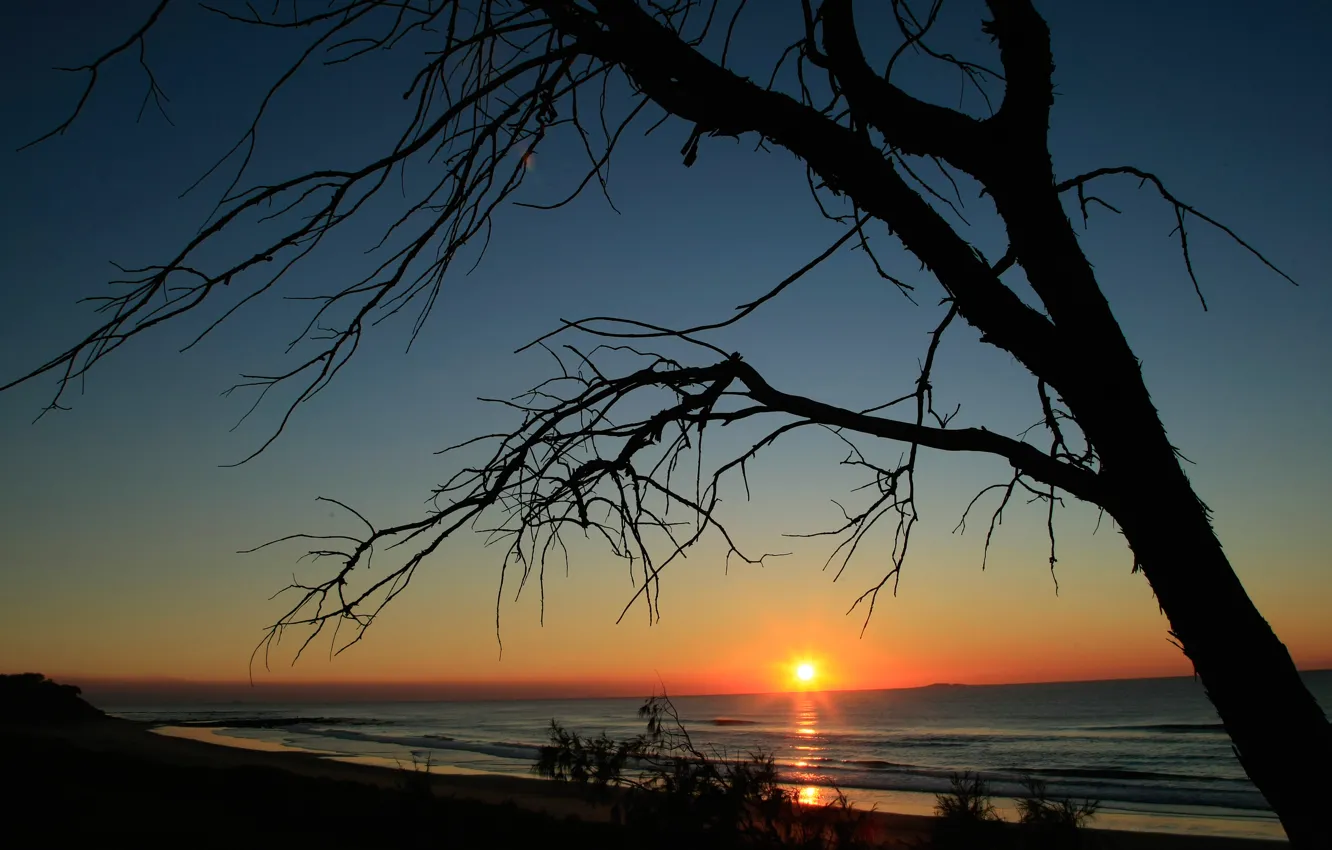 Фото обои море, небо, солнце, закат, дерево, силуэт