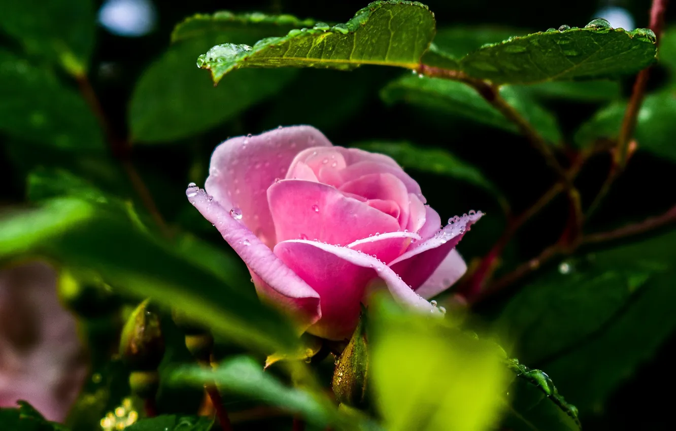 Фото обои розовая роза, в каплях, листья розы