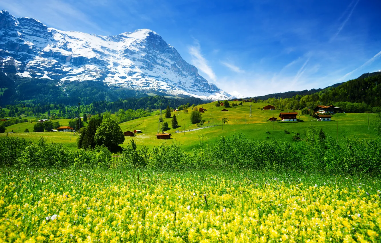 Фото обои зелень, лес, трава, цветы, горы, поля, Швейцария, долина